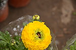 花毛茛