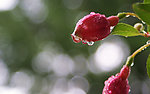 花蕾