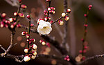 花蕾