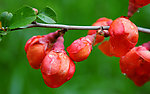 花蕾