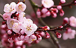 花蕾