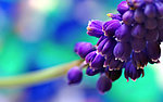 花蕾