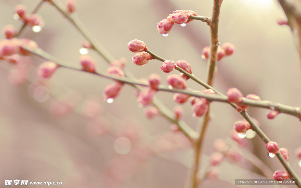花蕾