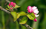 花蕾