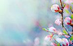花蕾