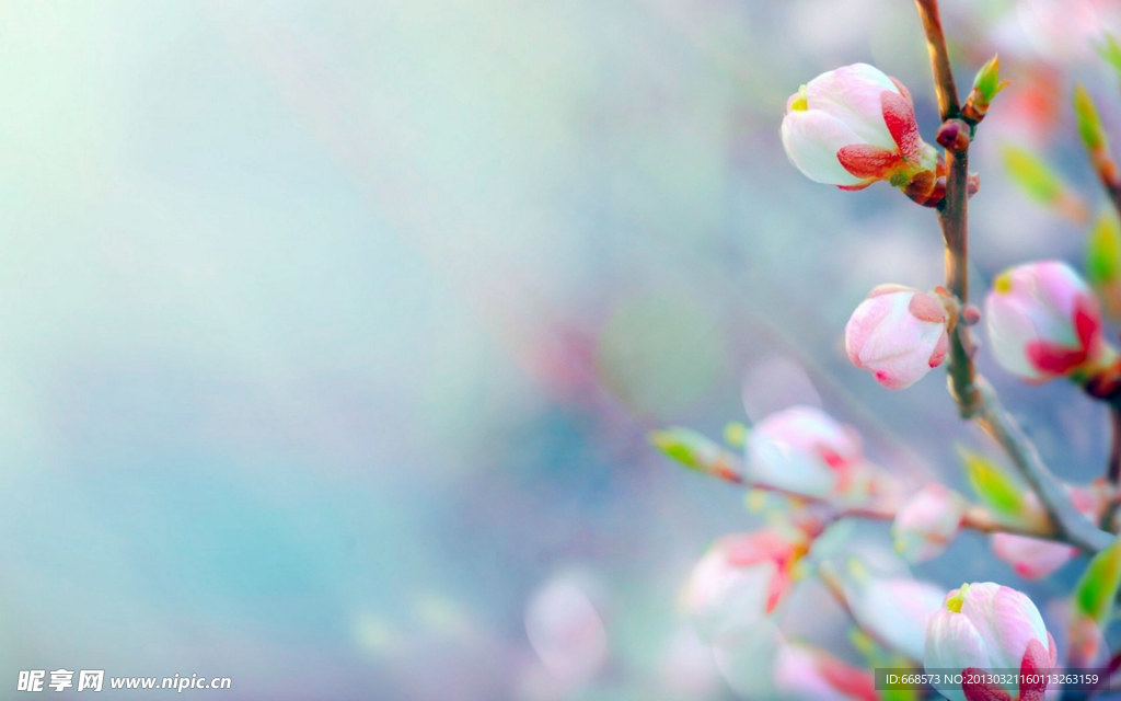 花蕾