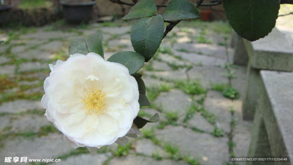 山茶花