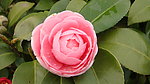 山茶花