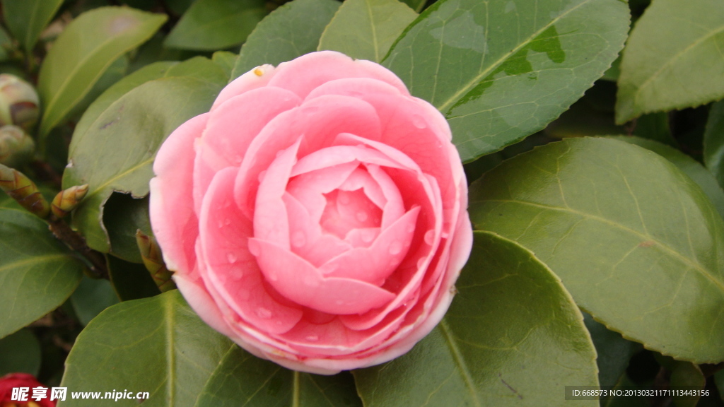 山茶花