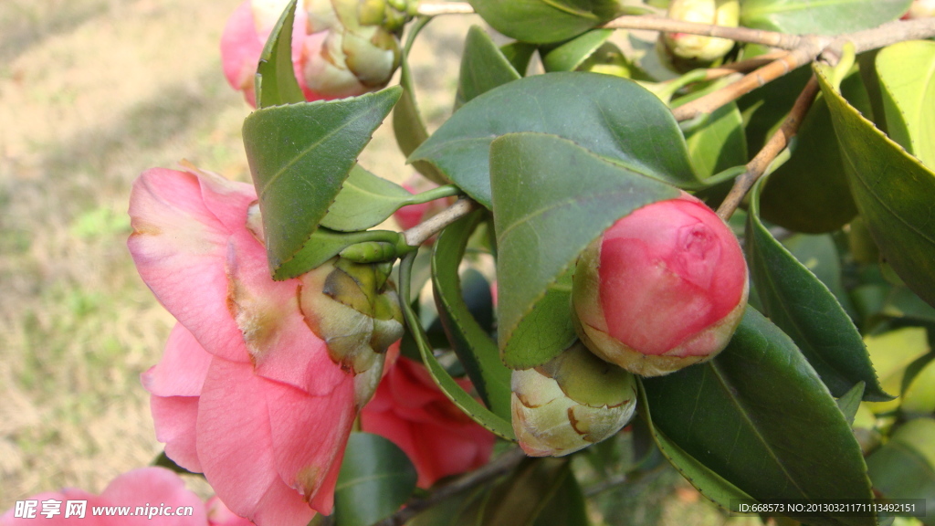 山茶花