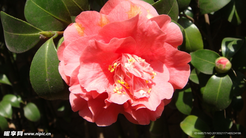 山茶花