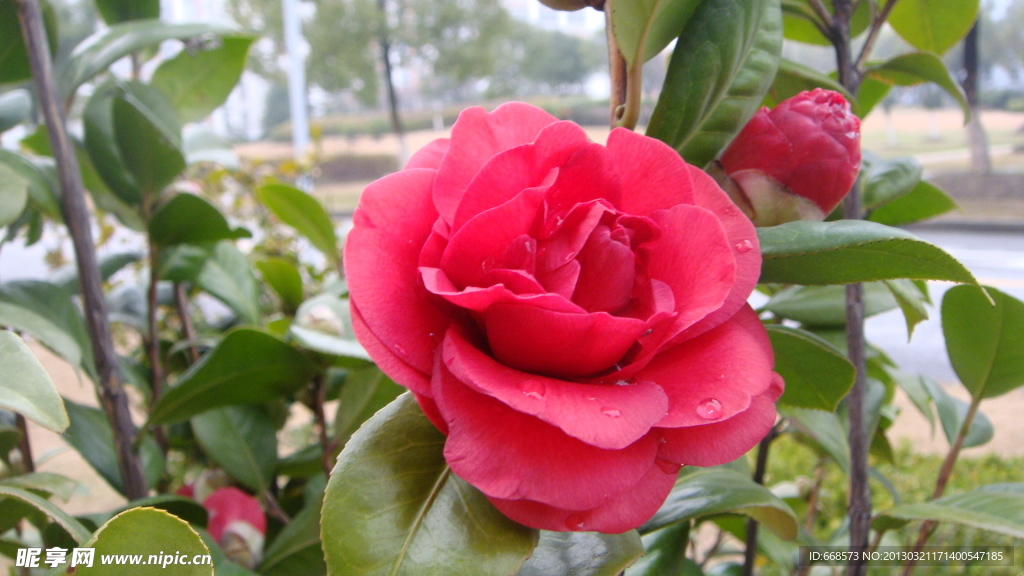 山茶花