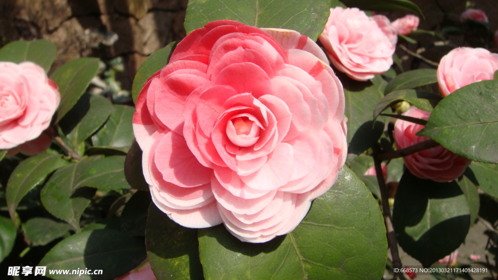 山茶花