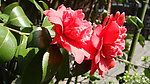 山茶花