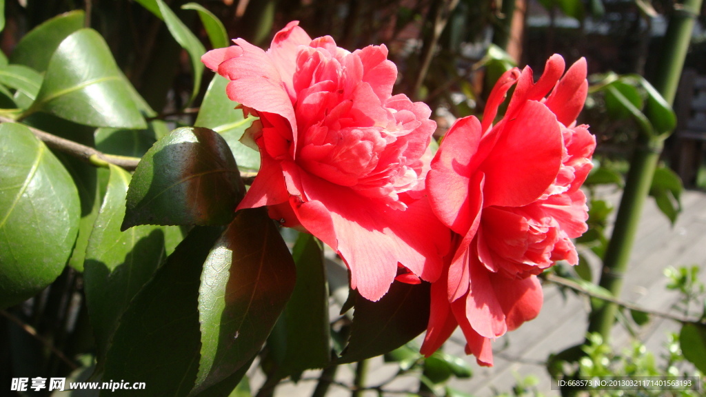 山茶花