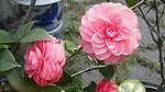 山茶花