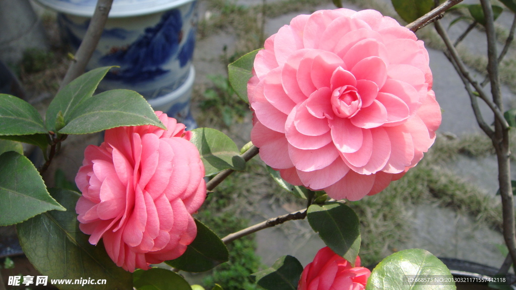 山茶花