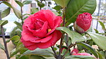 山茶花