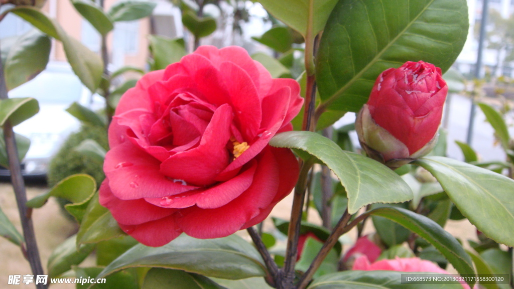 山茶花