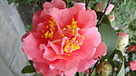山茶花
