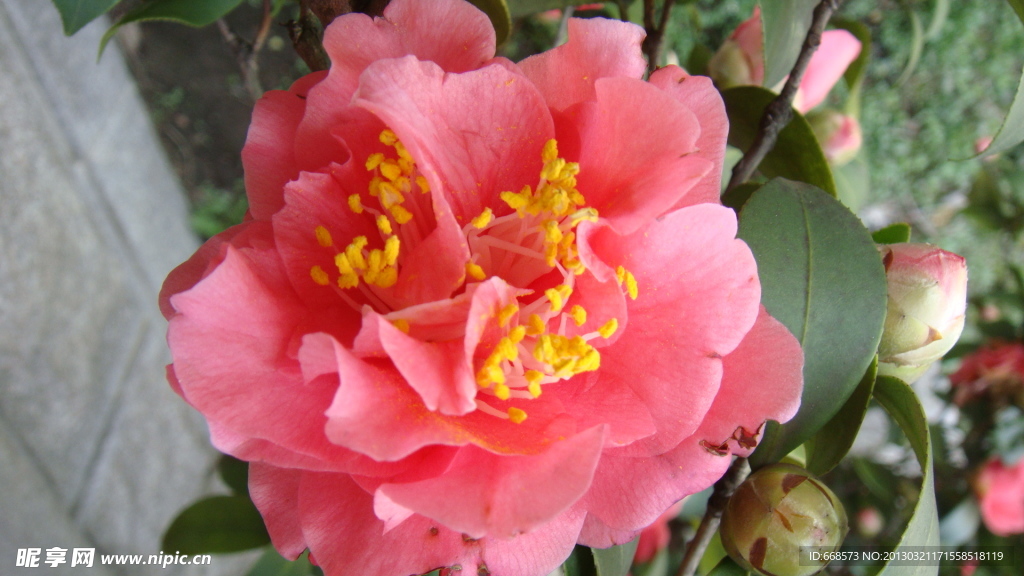 山茶花