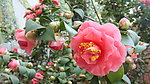 山茶花