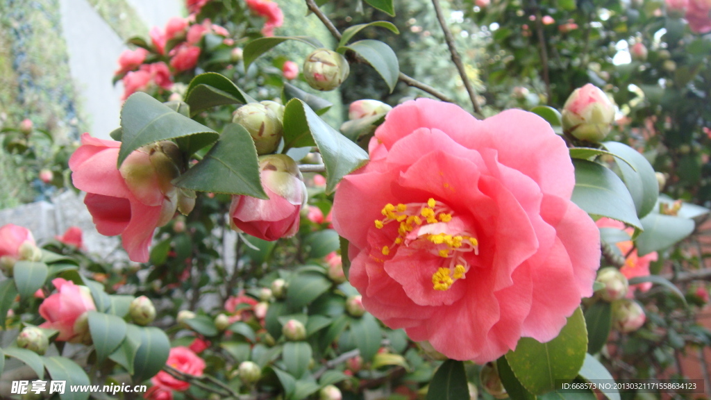 山茶花