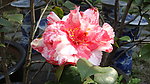 山茶花