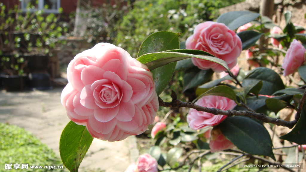山茶花