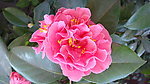 山茶花