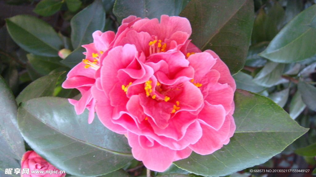 山茶花
