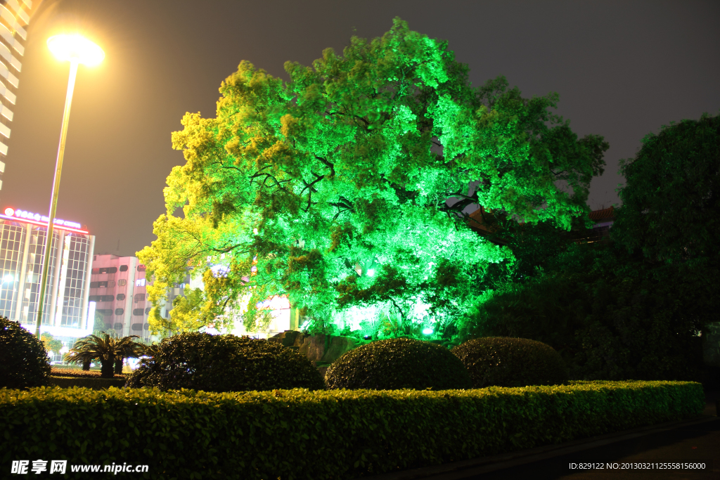 公园夜景树木