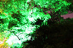 公园树木夜景
