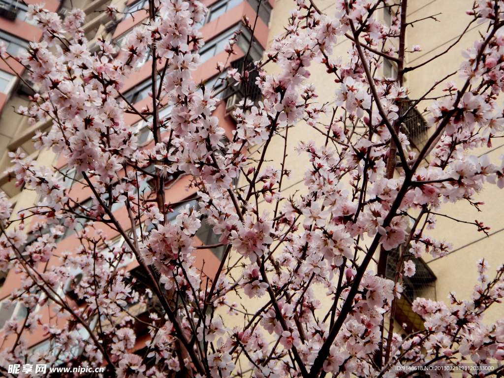 春分桃花