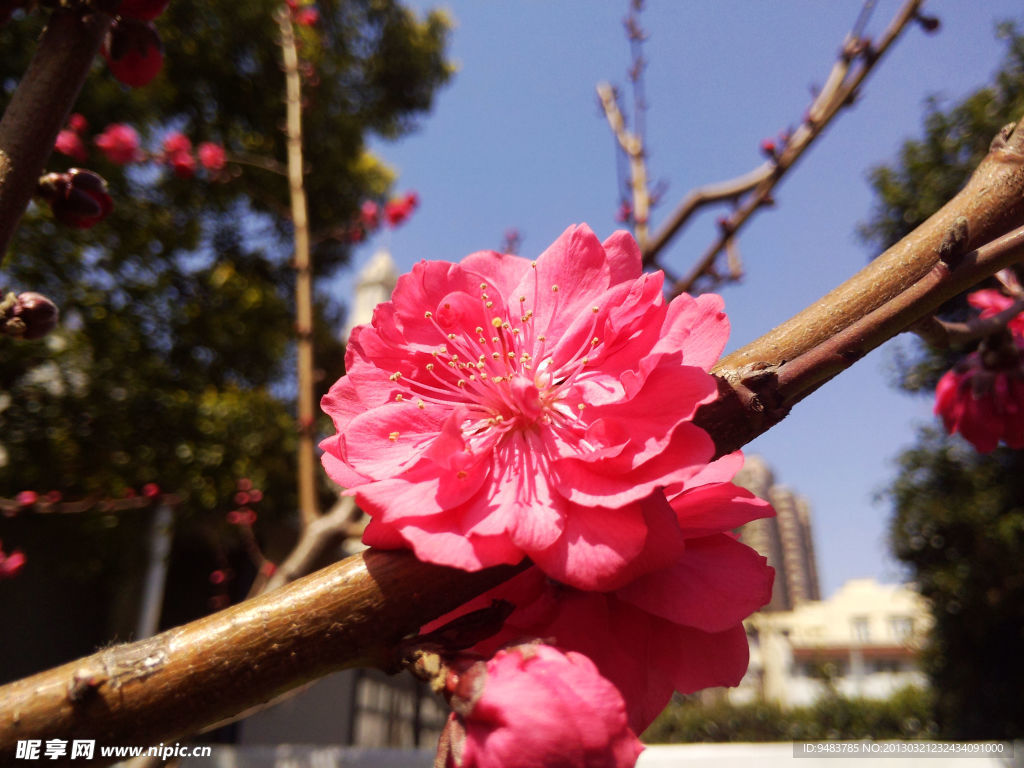 桃花