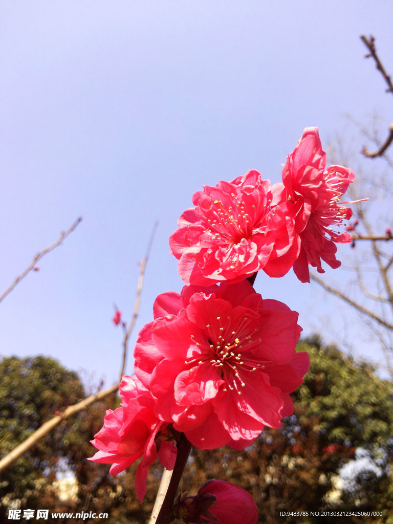 桃花