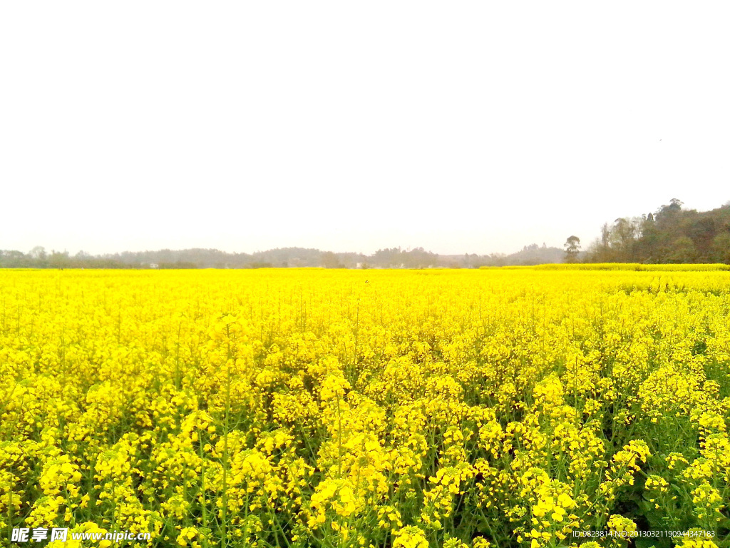 油菜花