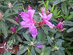杜鹃花 映山红