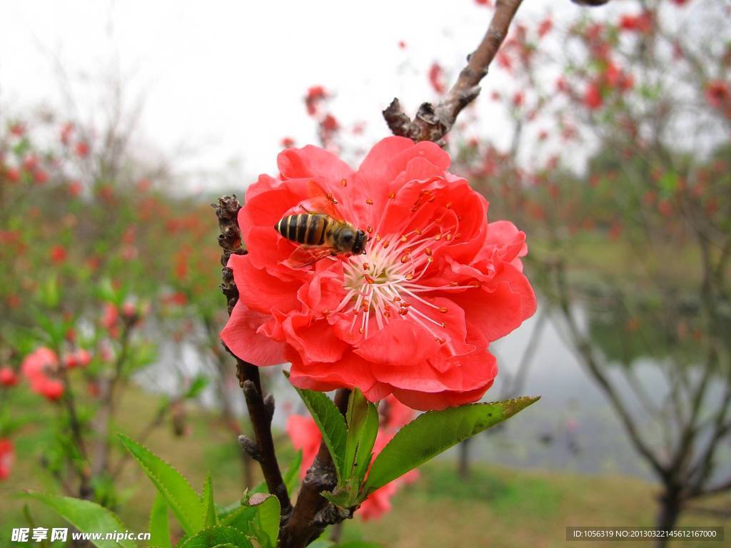 桃花