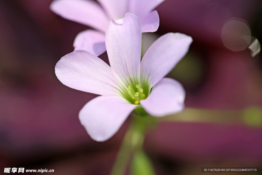 鲜花 水仙花