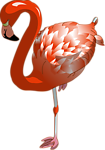 火烈鸟