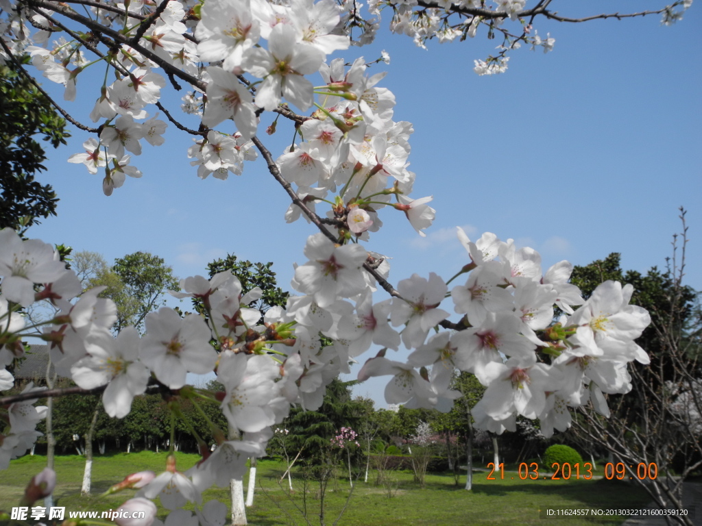 樱花