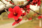 红花