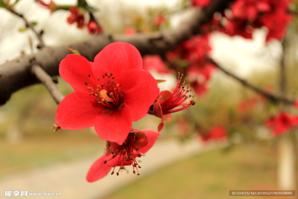 红花
