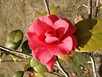 油茶花