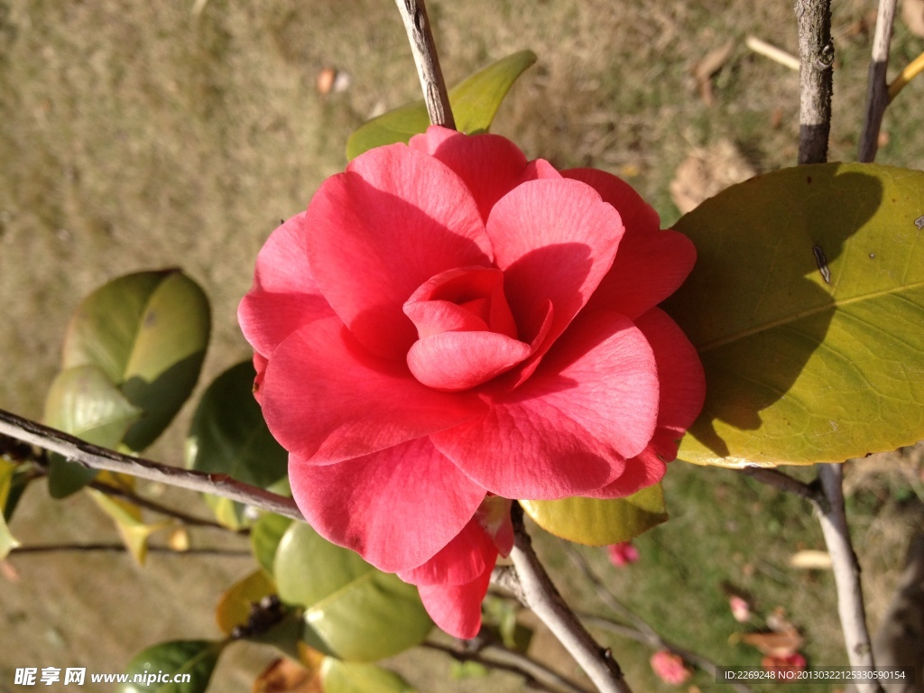 油茶花