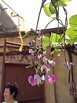 豆角花