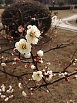 梅花