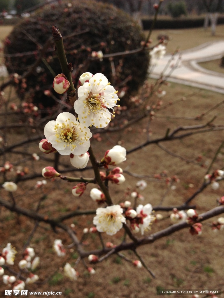 梅花