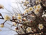 梅花